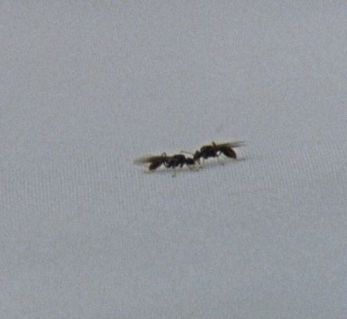 Il monte delle formiche 